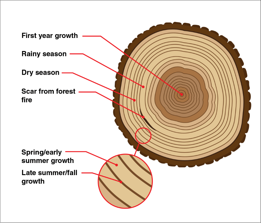 tree rings study